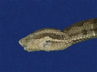 菊池氏龜殼花藏品圖，第8張